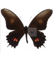 Papilio (Heraclides) isodorus