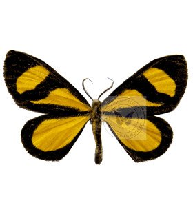 Geometridae Cyllopoda jatropharia