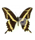 Papilio (Heraclides) paeon perugrino
