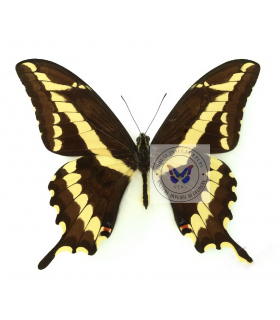 Papilio (Heraclides) paeon perugrino