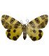 Geometridae  Pantherodes pardalaria