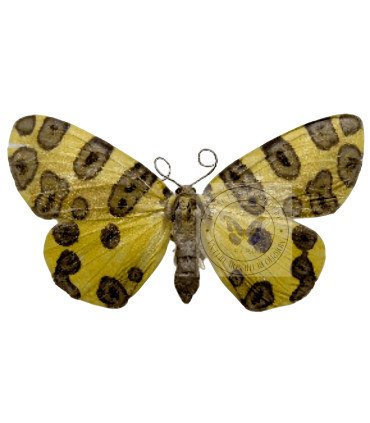 Geometridae  Pantherodes pardalaria