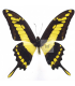 PAPILIONIDAE