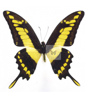 PAPILIONIDAE