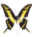 Papilio H. thoas cinyras