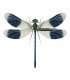 Odonata