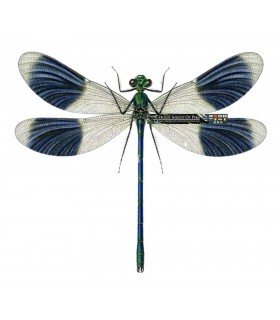 Odonata