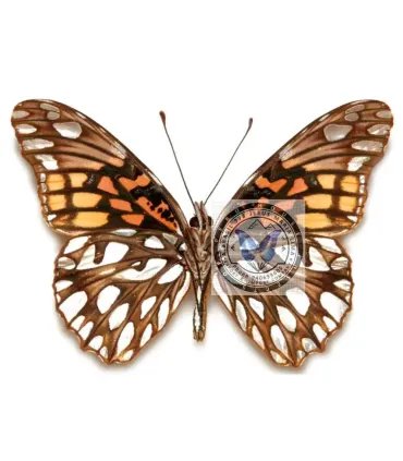 Heliconidae Dione moneta