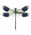 Calopterix splendens