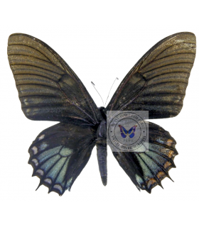 PAPILIONIDAE