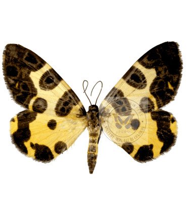Geometridae  Pantherodes unciaria
