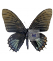 Papilio xanthopleura