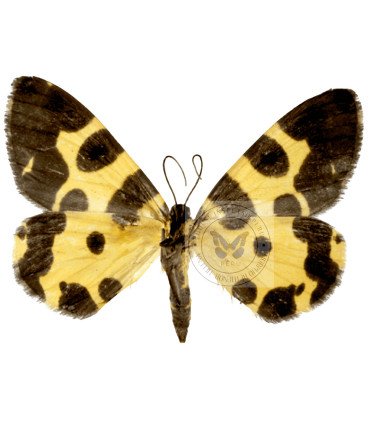 Geometridae  Pantherodes unciaria