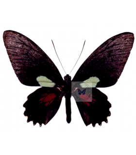PAPILIONIDAE
