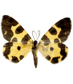 Geometridae  Pantherodes unciaria