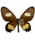 PAPILIONIDAE