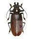 Cerambycidae  Titanus giganteus 11.5cm