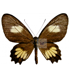 PAPILIONIDAE