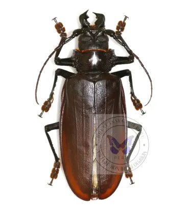 Cerambycidae  Titanus giganteus 11.5cm