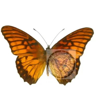 Heliconidae Dione moneta