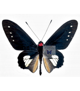 PAPILIONIDAE