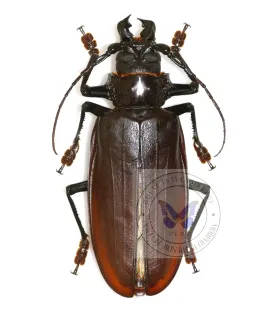 Cerambycidae  Titanus giganteus 11.5cm