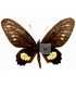 PAPILIONIDAE
