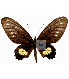 PAPILIONIDAE