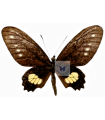 Parides chabrias(F)