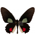PAPILIONIDAE