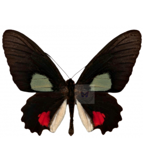 PAPILIONIDAE