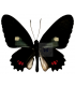 PAPILIONIDAE