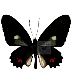 PAPILIONIDAE