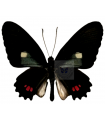 Parides erlaces chinchipensis