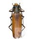 Cerambycidae Orthomegas cinnamomeus