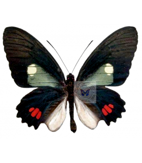 PAPILIONIDAE
