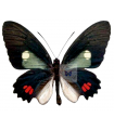 Parides erlaces E. xanthias