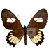 PAPILIONIDAE