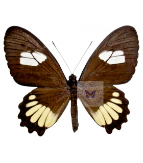 PAPILIONIDAE