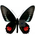 PAPILIONIDAE