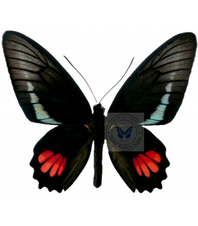 PAPILIONIDAE