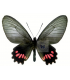PAPILIONIDAE