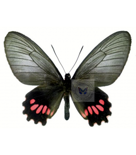 PAPILIONIDAE