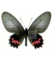 P.lysander brissonius(F)