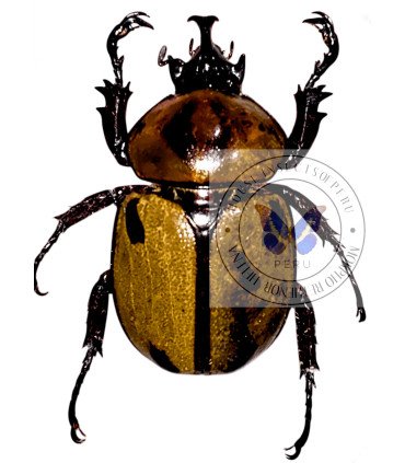 Dynastes Brachisiderus quadrimaculatus