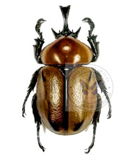 Dynastes Brachisiderus quadrimaculatus