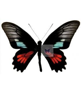 PAPILIONIDAE