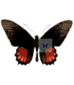 Parides orellana