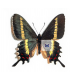 PAPILIONIDAE