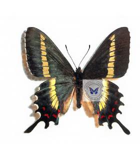 PAPILIONIDAE